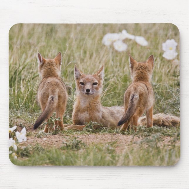Swift Fox (Vulpes velox) weiblich mit jung bei Mousepad (Vorne)