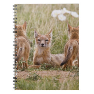 Swift Fox (Vulpes velox) weiblich mit jung bei Notizblock