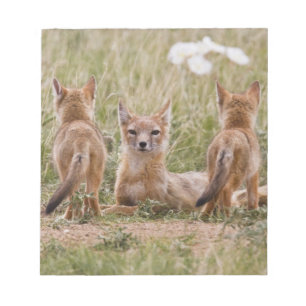 Swift Fox (Vulpes velox) weiblich mit jung bei Notizblock