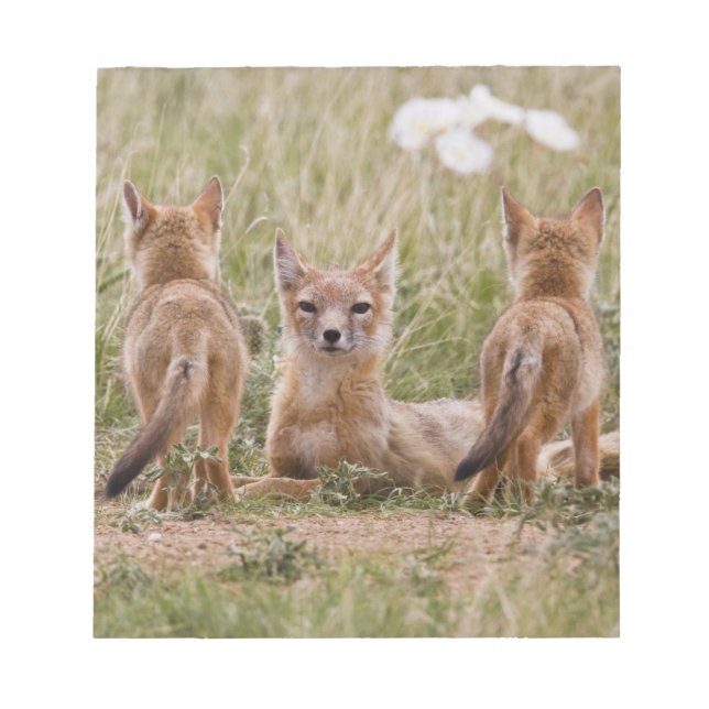 Swift Fox (Vulpes velox) weiblich mit jung bei Notizblock (Vorderseite)