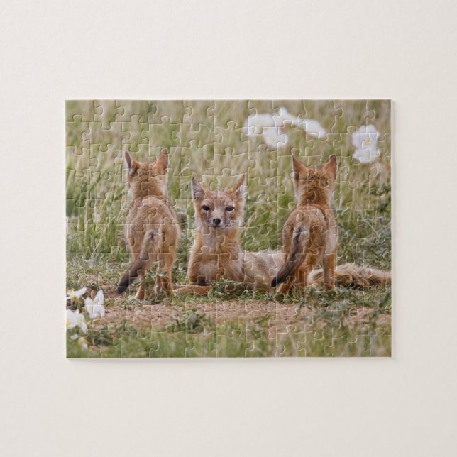 Swift Fox (Vulpes velox) weiblich mit jung bei Puzzle (Horizontal)