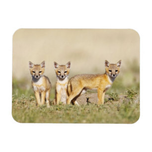Swift-Fuchs (Vulpes macrotis) Jungtier am Bau, 3 Magnet