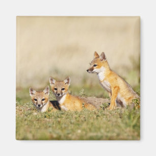 Swiftfuchs (Vulpes macrotis) Jungtier am Bau, 5 Magnet