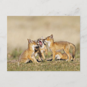 Swiftfuchs (Vulpes macrotis) Jungtier am Bau, Postkarte