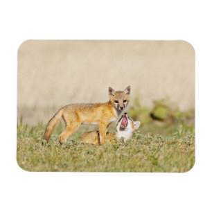 Swiftfuchs (Vulpes macrotis) Jungtiere am Bau, 4 Magnet