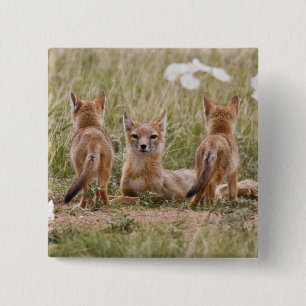 Swiftfuchs (Vulpes velox) Weibchen mit Jungen bei Button