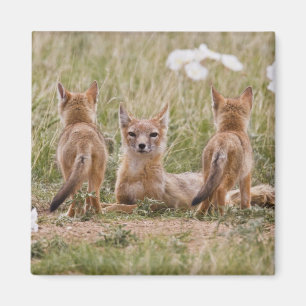 Swiftfuchs (Vulpes velox) Weibchen mit Jungen bei Magnet