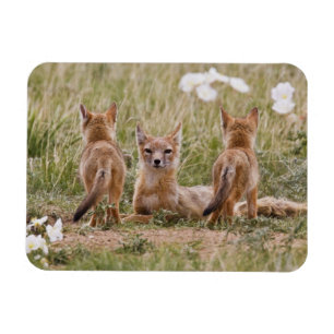 Swiftfuchs (Vulpes velox) Weibchen mit Jungen bei Magnet