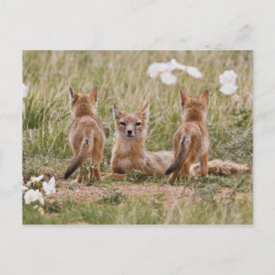 Swiftfuchs (Vulpes velox) Weibchen mit Jungen bei Postkarte