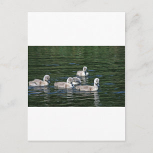 Swim Friends Postkarte