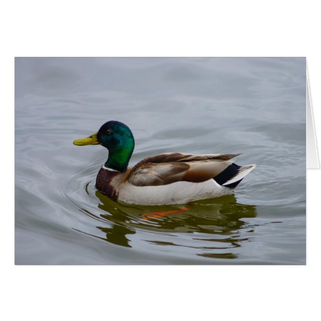 Swim Mallard Swim (Vorderseite (Horizontal))