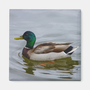 Swim Mallard Swim Magnet