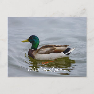 Swim Mallard Swim Postkarte