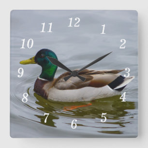 Swim Mallard Swim Wall Uhr