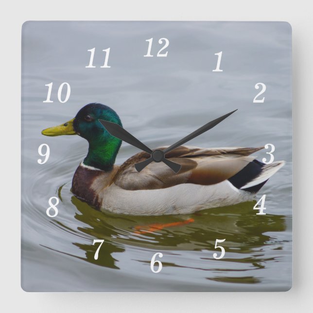 Swim Mallard Swim Wall Uhr (Vorderseite)