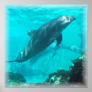 Swimming Dolphin Print Poster