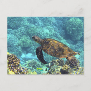 Swimming Sea Turtle in Blue Ocean Postkarte