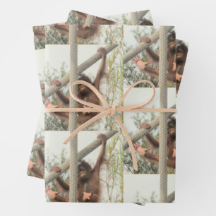Swingbaby Orangutan Jedem Anlass Geschenkpapier Set