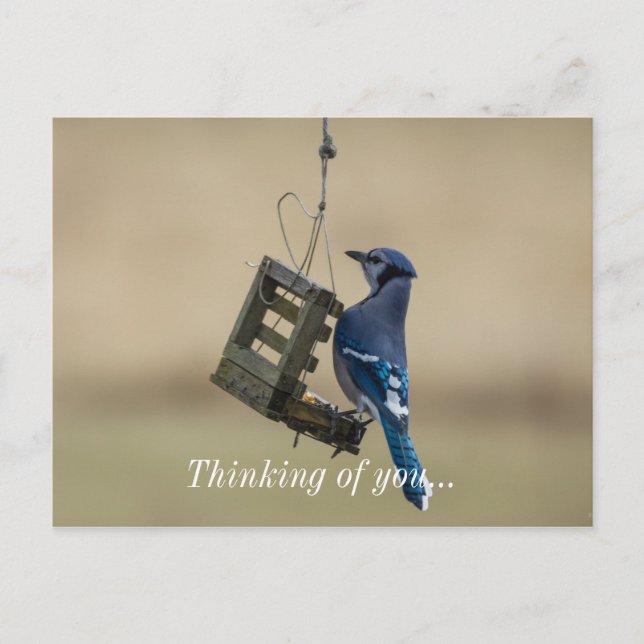 Swinging Blue Jay Denken Sie an Ihre Postkarte (Vorderseite)