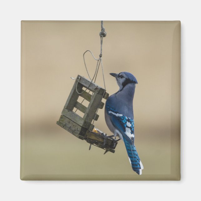 Swinging Blue Jay Magnet (Vorne)