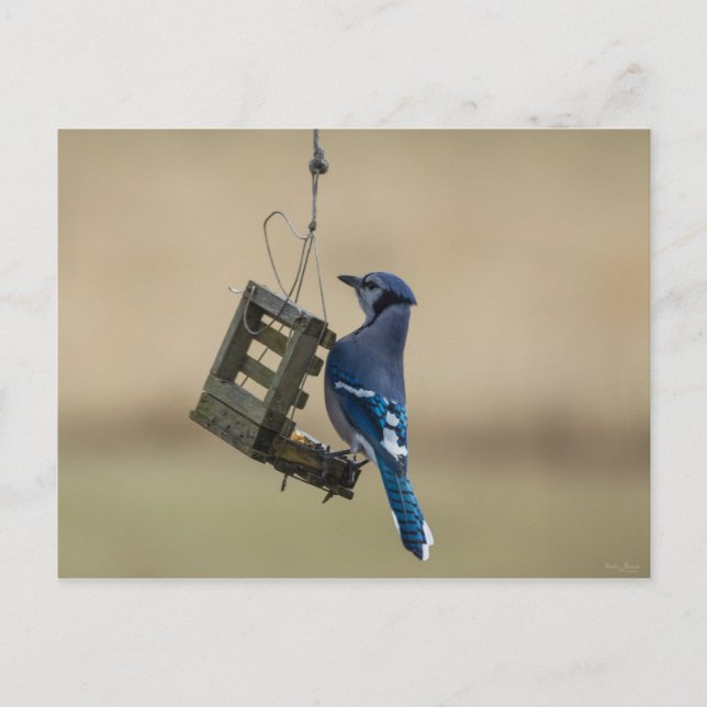 Swinging Blue Jay Postkarte (Vorderseite)