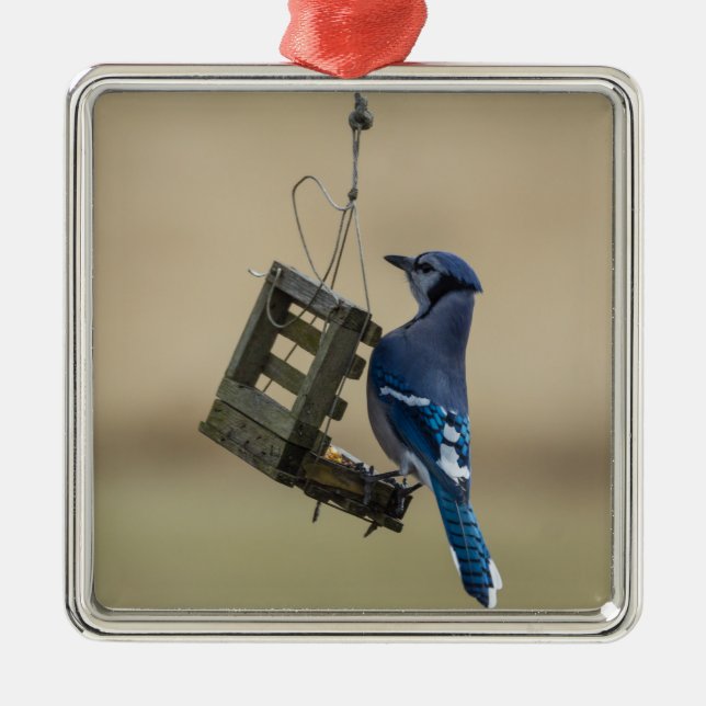 Swinging Blue Jay Silbernes Ornament (Vorne)