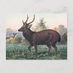 Swinhoe's Deer von Joseph Wolf Postkarte