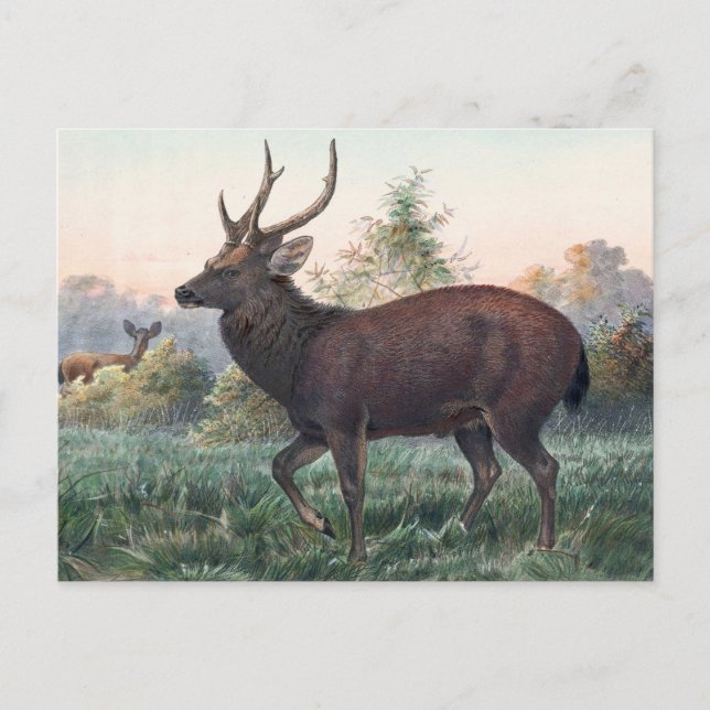 Swinhoe's Deer von Joseph Wolf Postkarte (Vorderseite)