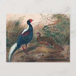 Swinhoe's Pheasant von Joseph Wolf Postkarte