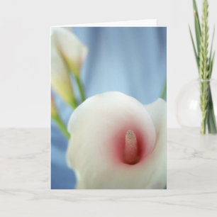 Swirl White Calla Lily Grußkarten Karte