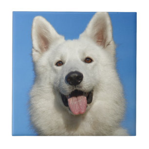 Swiss Shepherd Dog Fliese