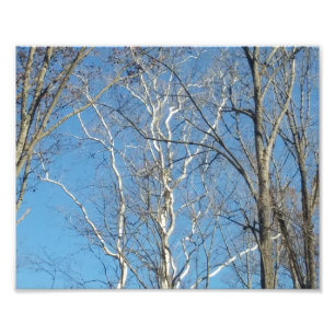 Sycamorbaum Fotodruck