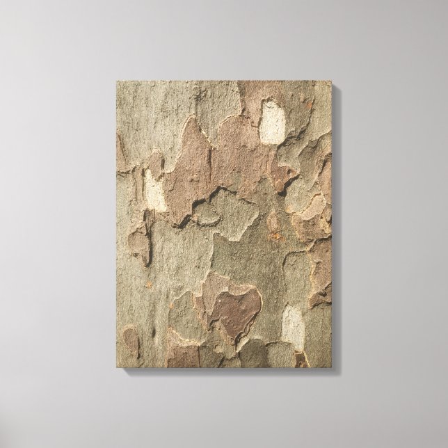 Sycamore Bark Stretched Leinwand Art (Vorderseite)