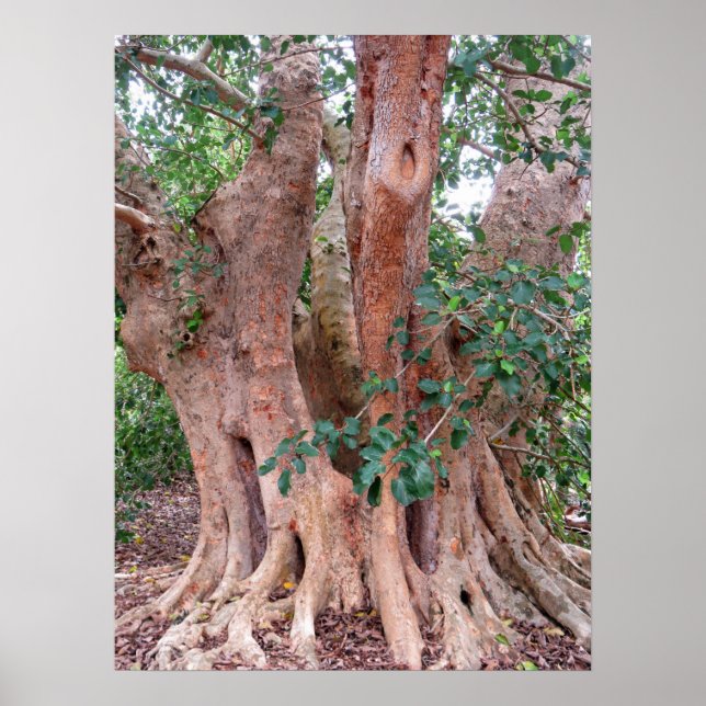 Sycamore Fig Tree Poster (Vorne)