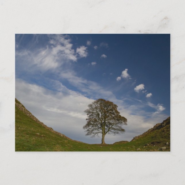 Sycamore Gap im Herbst Postkarte (Vorderseite)