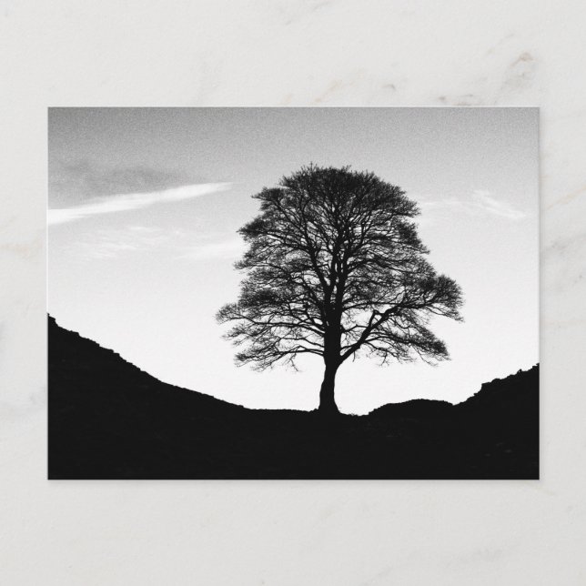 Sycamore Gap Postcard Postkarte (Vorderseite)