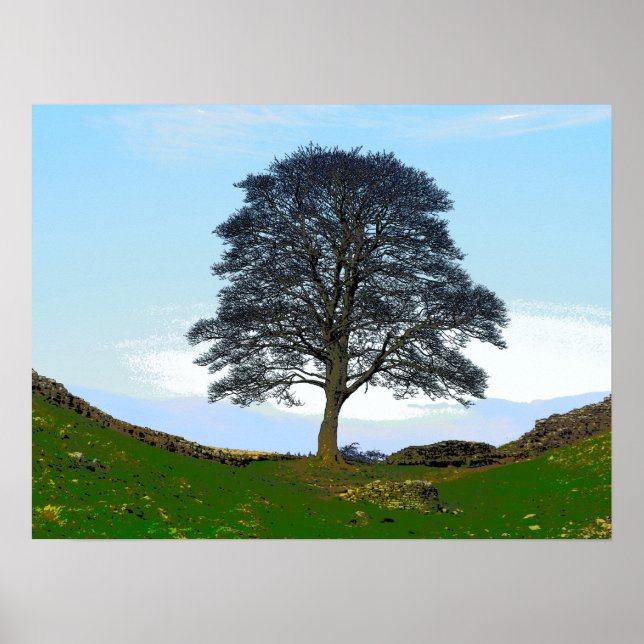 Sycamore Gap Poster/Print Poster (Vorne)