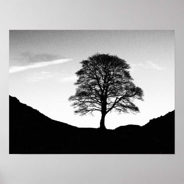 Sycamore Gap Poster/Print Poster (Vorne)