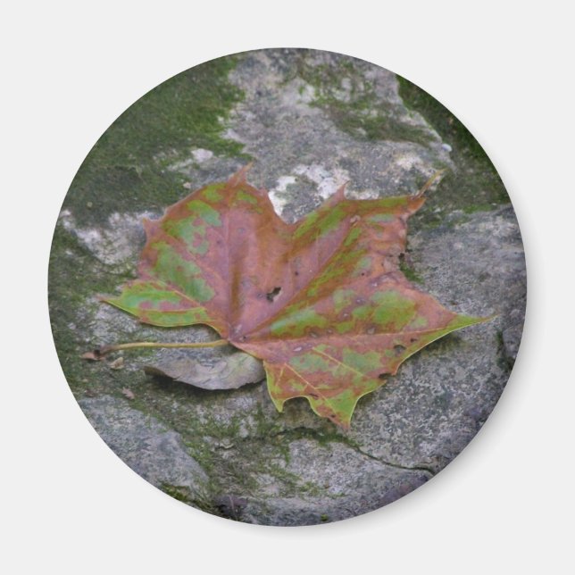 Sycamore Leaf Magnet (Vorne)