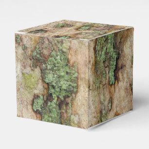 Sycamore Tree Bark Moss Lichen Geschenkschachtel