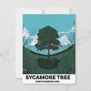 Sycamore Tree Gap Postkarte