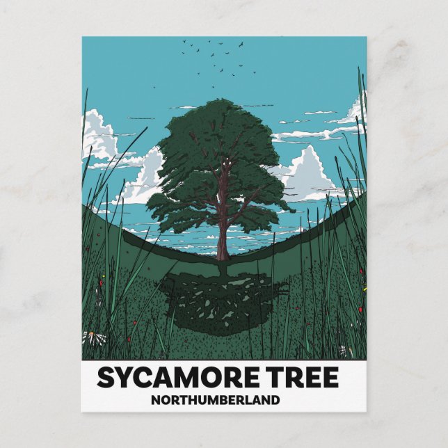 Sycamore Tree Gap Postkarte (Vorderseite)