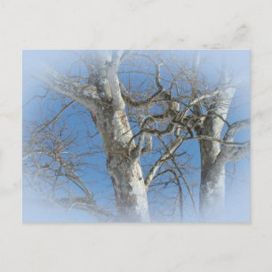 Sycamore Tree gegen Winterhimmelelemente Postkarte