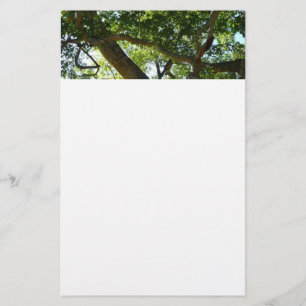 Sycamore Tree Green Nature Briefpapier
