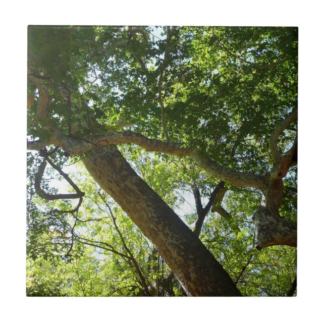 Sycamore Tree Green Nature Fliese (Vorderseite)