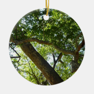 Sycamore Tree Green Nature Keramikornament