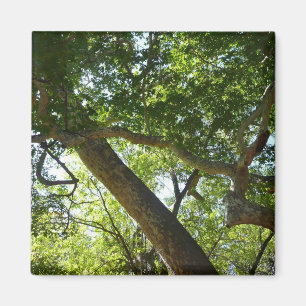 Sycamore Tree Green Nature Magnet