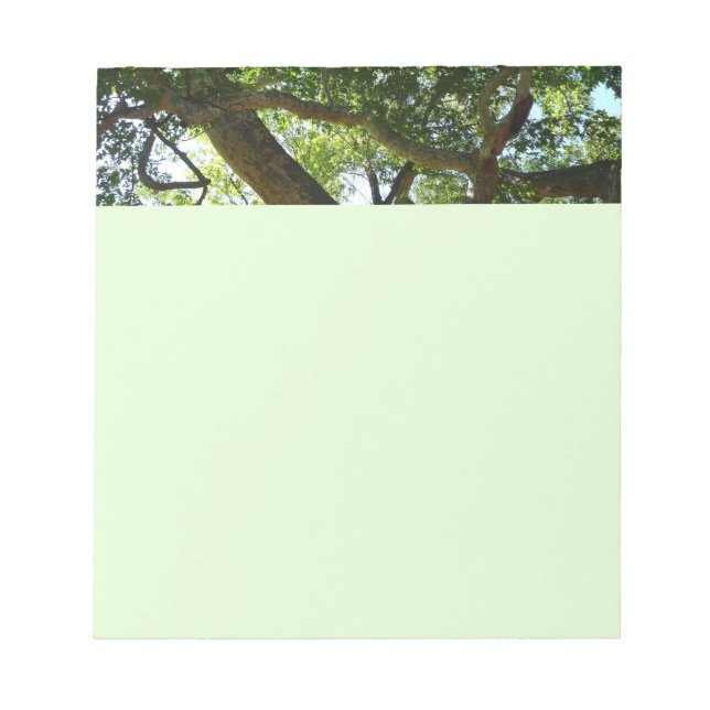 Sycamore Tree Green Nature Notizblock (Vorderseite)