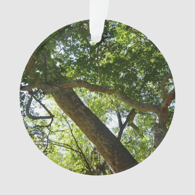 Sycamore Tree Green Nature Ornament (Vorderseite)