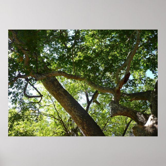 Sycamore Tree Green Nature Poster (Vorne)